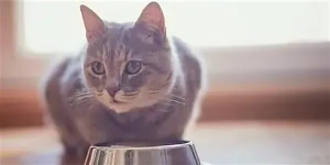 Как меняется рацион кошек после стерилизации Как меняется рацион кошек после стерилизации