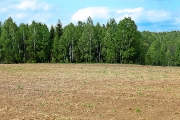 Белорусское поле.