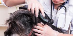 Аллергия у собак: симптомы и лечение Аллергия у собак: симптомы и лечение