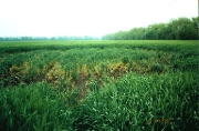 1999, Новокубанск, Краснодарский край, пиктограмма на пшенице.