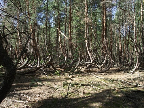 "Пьяные" деревья вблизи деревни Тырново. 