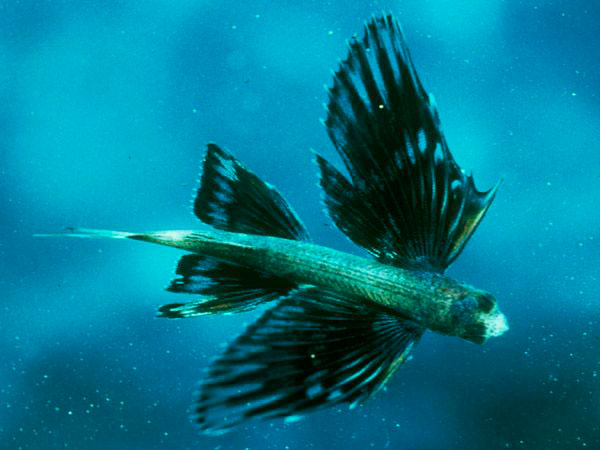 Летучая рыба - прообраз золотых "самолетиков". 