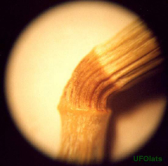 Микроскопические исследования не выявили следов ожога или разрыва узлов стебля.