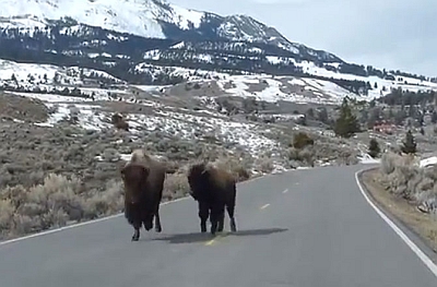 3512469_19.04.2014_yellowstone_01.jpg 3512469_19.04.2014_yellowstone_01.jpg