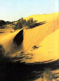Кызылкумкая пустыня.