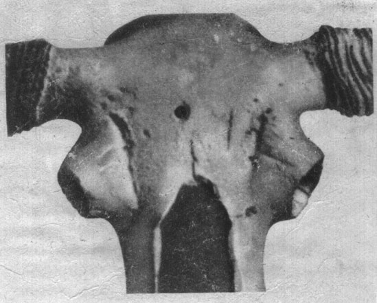 Череп бизона из Палеонтологического музея. 