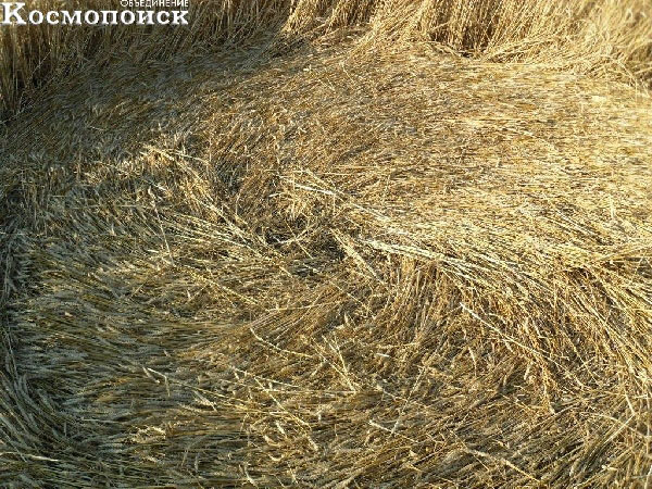 Вид одного из кругов вблизи; видно, что колосья пшеницы уложены ровно, а не смяты.