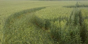 Круги на полях появились в Львовской области Украины