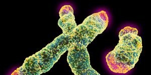 Исследование ДНК даёт новые сведения о происхождении человека