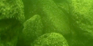 Рукотворная каменная структура на дне Галилейского моря 