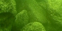 Рукотворная каменная структура на дне Галилейского моря 