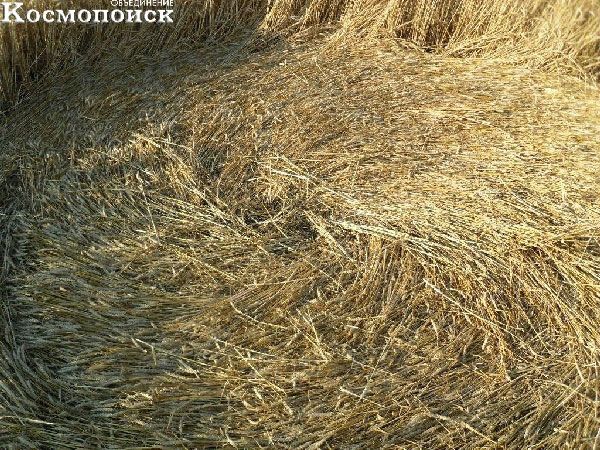 Вид одного из кругов вблизи; видно, что колосья пшеницы уложены ровно, а не смяты. Вид одного из кругов вблизи; видно, что колосья пшеницы уложены ровно, а не смяты.